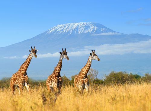 Merveilles du Kenya Version AIR FRANCE 11J/9N - 2019 VERSION PREMIUM