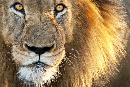 Splendeurs du Kenya 10J/07N 2019
