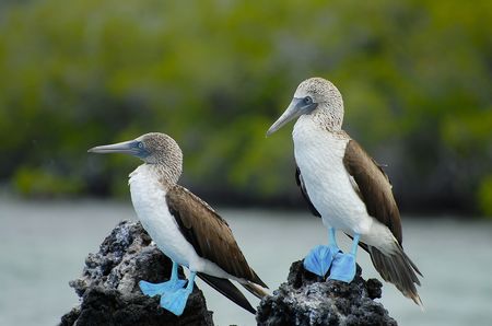 Splendeurs de l'Equateur & Extension Galapagos Terrestre 16J/14N - 2019