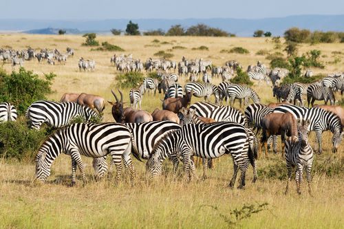 Merveilles du Kenya Version Premium 10J/7N - 2019