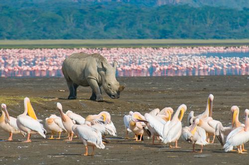 Merveilles du Kenya 10J/7N - 2019