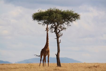 Merveilles du Kenya & extension Plage de Diani Mombasa 5* 12J/9N Version Premium - 2019