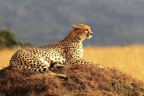 Merveilles du Kenya Version Premium 10J/7N - Mombasa 5* - 2019