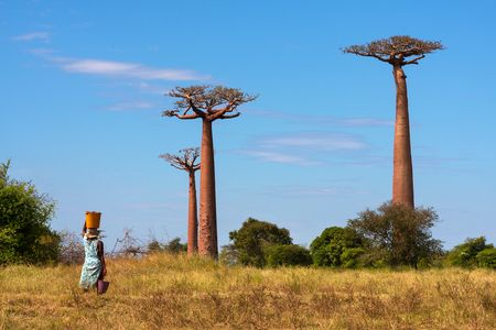 Splendeurs de Madagascar 13J/10N - 2020