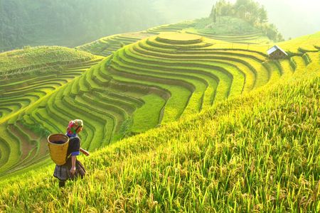 Immersion au Vietnam 12J/09N - 2020