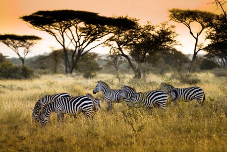 Explorations du Kenya 100% Safari 12J/09N - 2020