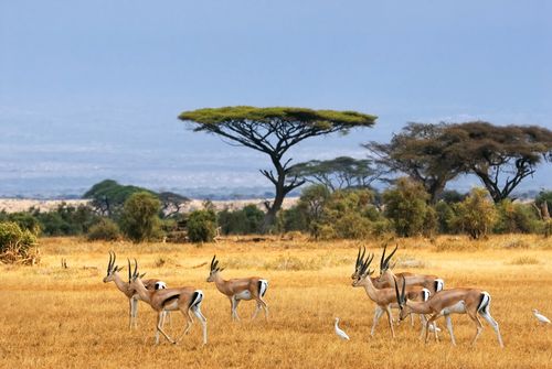 Merveilles du Kenya Version AIR FRANCE 11J/9N - 2020