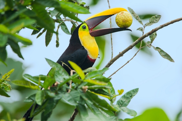 Splendeurs de l'Equateur & Extension Galapagos Terrestre 16J/14N - 2021