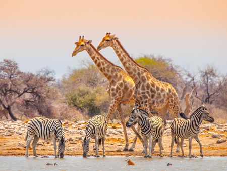 Splendeurs de Namibie 11J/08N - 2021