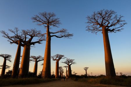 Splendeurs de Madagascar & Extension Île de la Réunion 19J/16N - 2021