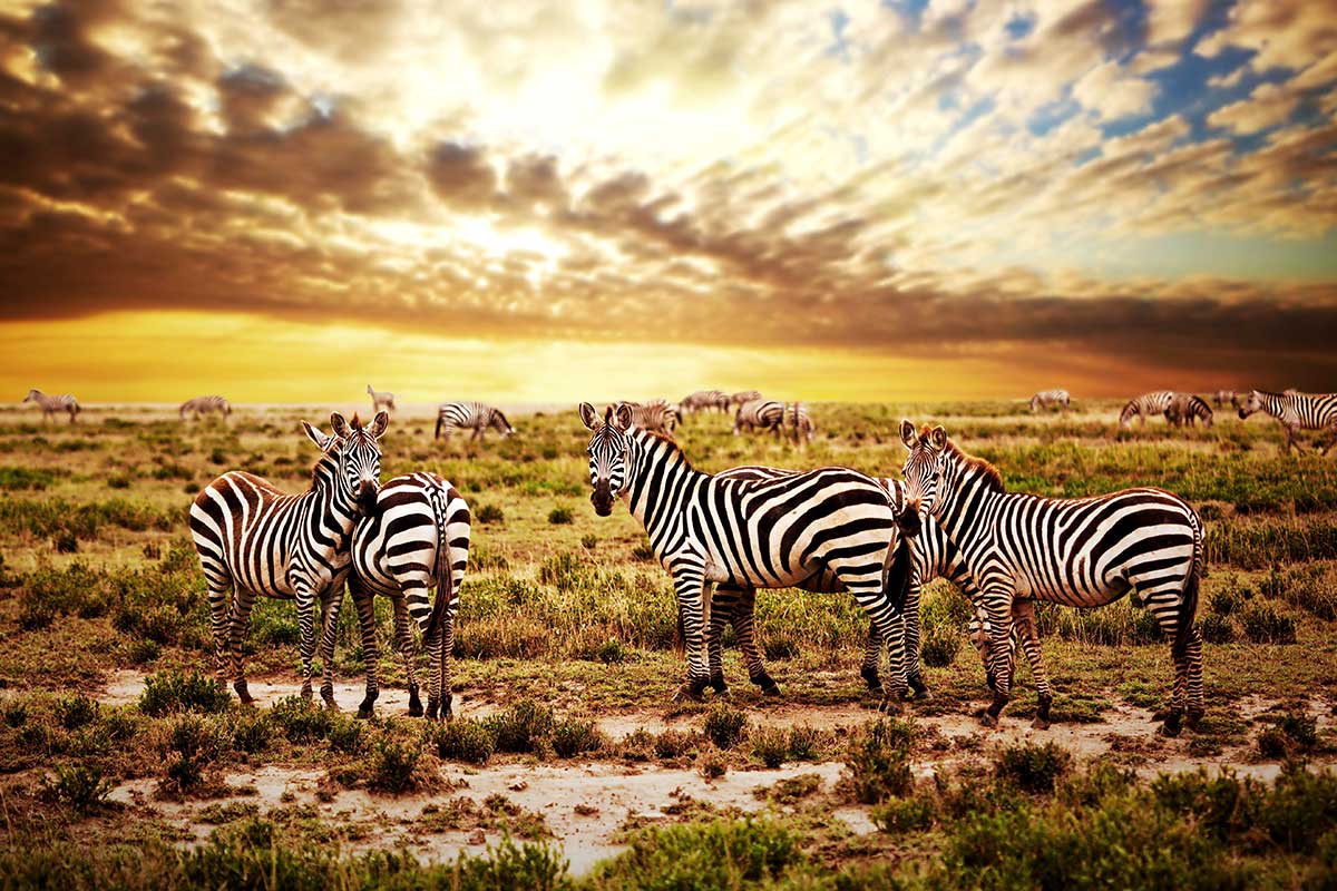 Circuit Tanzanie sauvage - Départs 2021