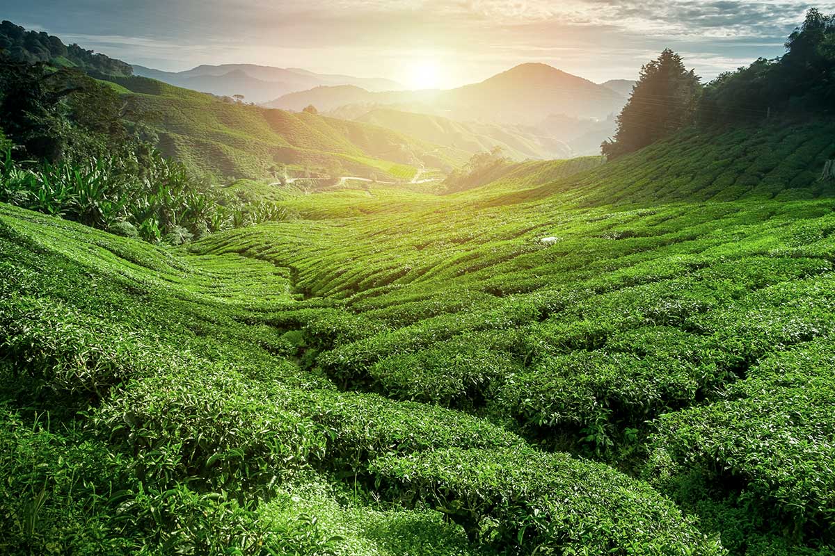 Circuit privé Nature et temples du Sri Lanka
