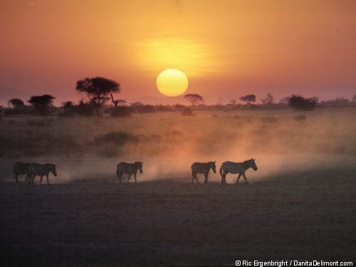 Combiné circuit et hôtel Safari et plage de l'océan indien - 3 nuits Tsavo/Amboseli