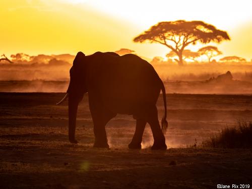 Combiné circuit et hôtel Safari et plage de l'océan indien - 2 nuits Tsavo Est et Tsavo Ouest