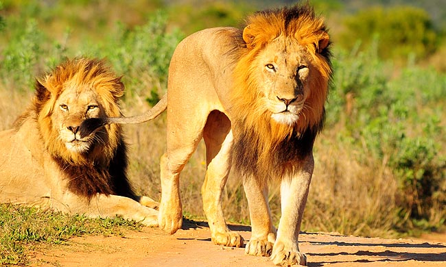 Autotour JOHANNESBURG & PARC KRUGER
