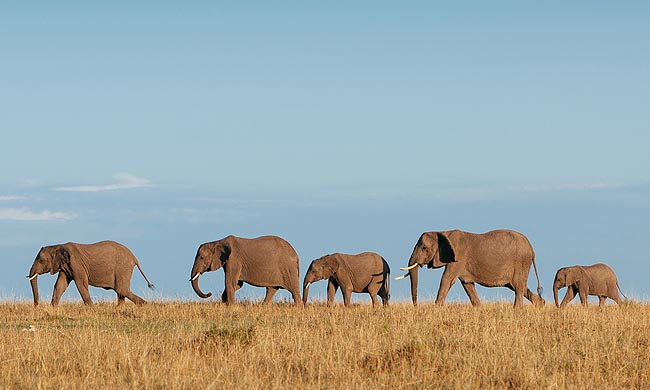 Autotour JOHANNESBURG & LE PARC KRUGER en RDV sur place