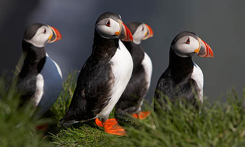Autotour PETIT TOUR EN ISLANDE en RDV sur place