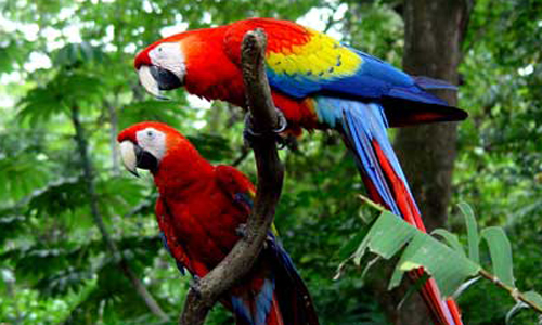 INDISPENSABLE COSTA RICA EN RENDEZ VOUS SUR PLACE