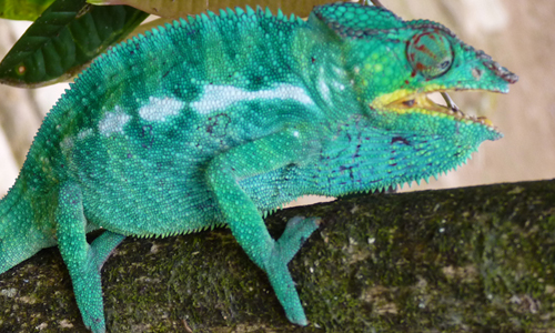 INDISPENSABLE MADAGASCAR