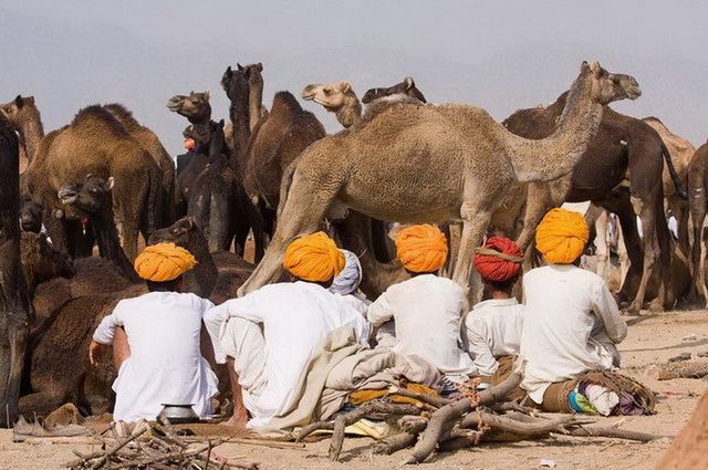 Rajasthan Intimiste, Foire de Pushkar - Inde