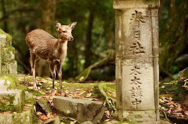 Samourais et Jardins zen avec Lufthansa + Alpes japonaises - Japon