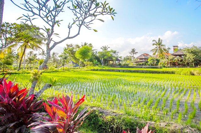 Offre spéciale Séjour Vol + Hôtel Ubud et Bali Sud 4* + extension Plage - Indonésie