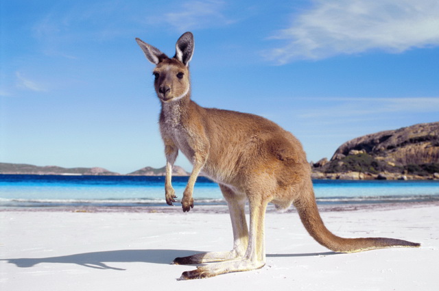 Odyssée Australienne + Melbourne et Palm Cove