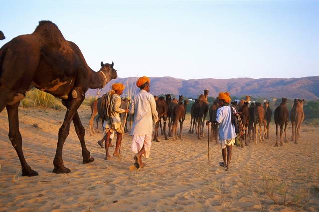 Au Pays des Maharajahs, Foire de Pushkar - Inde, Rajasthan