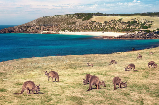 La palette australienne