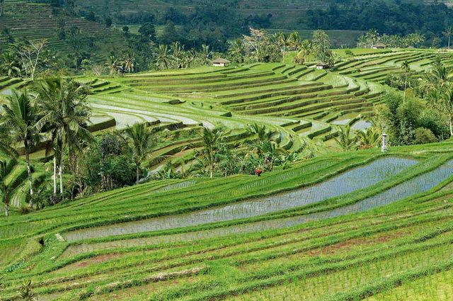 Bali Essentiel