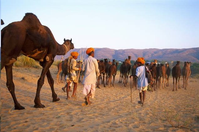 Pass pour le Rajasthan, Foire de Pushkar - Inde