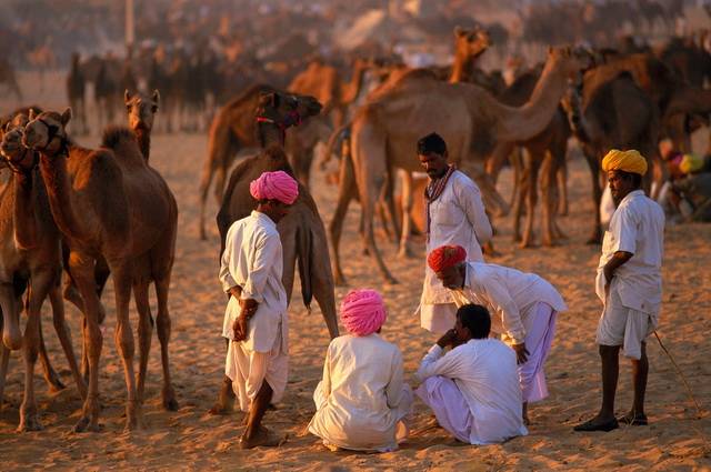 Rajasthan Essentiel, Foire de Pushkar - Inde