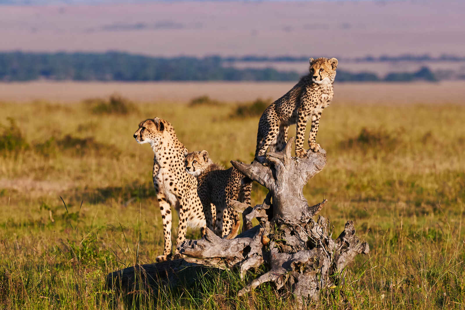 Tanzanie grandeur nature