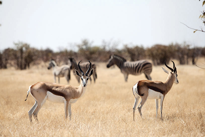 Panoramas Sud Africains : Du Cap aux chutes Victoria Sélection plus