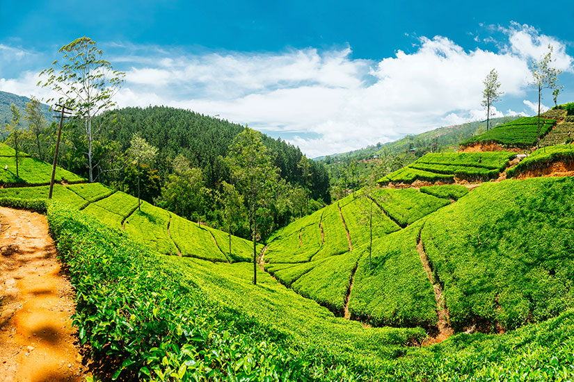 Sri Lanka, pays de l' Or Vert