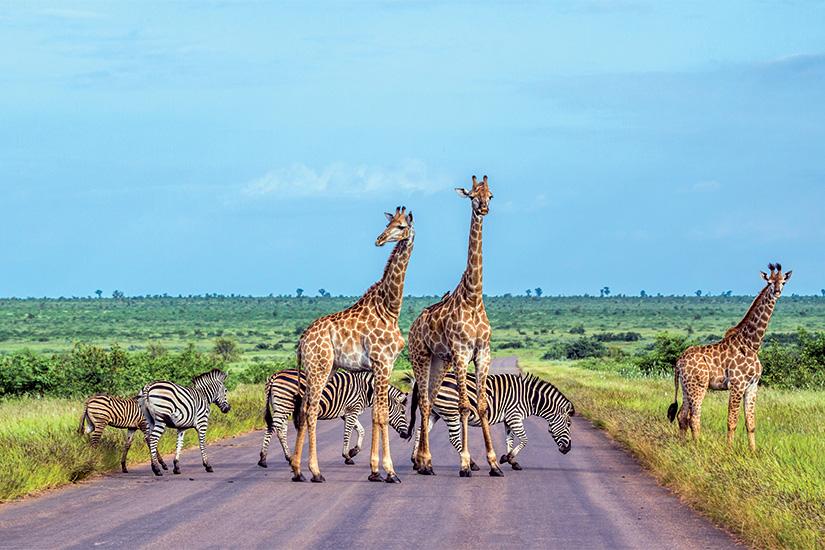 Safaris et grands espaces sud africains