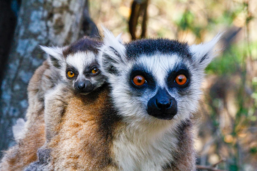 Merveilles de Madagascar