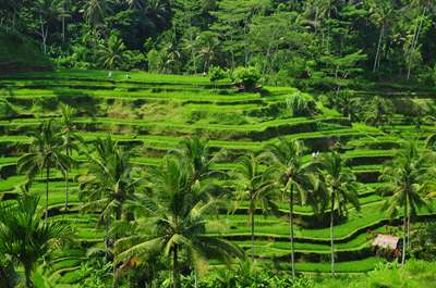 Au Coeur de Bali 3*