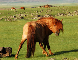 Mongolie : Aventure et Trekking de Yourtes en Yourtes