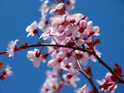 Au Temps des Cerises... SAKURA!