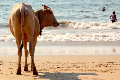 Du Taj Mahal aux plages de Goa 3*