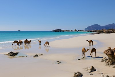 Joyaux Omanais et Salalah