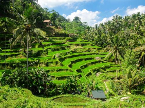 Combiné hôtels Des rizières d'Ubud aux plages de Sanur ****