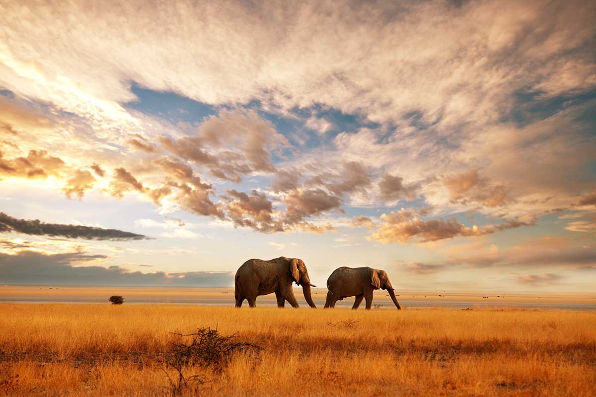 Circuit Grand voyage en terre d'Afrique au départ de Victoria Falls
