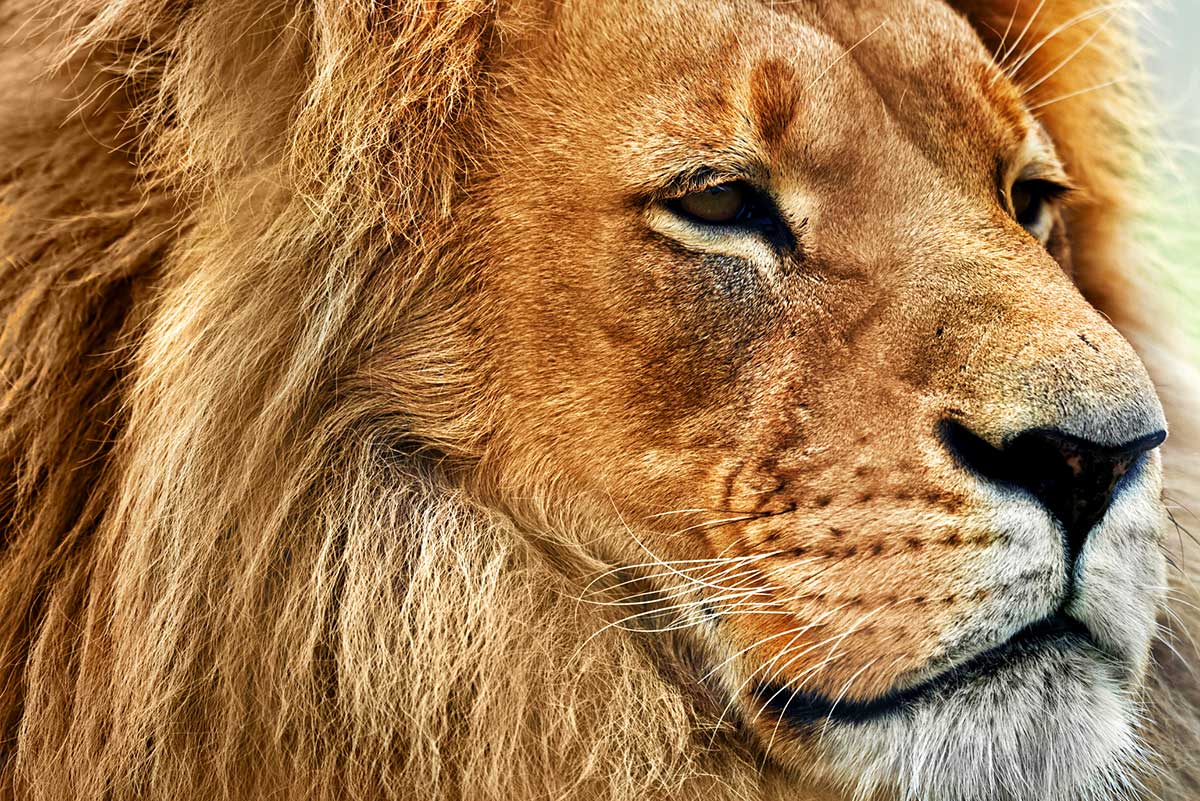 Circuit privé Au pays du Roi Lion