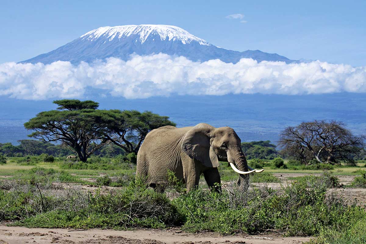 Circuit Des neiges du Kilimandjaro aux plages de Zanzibar