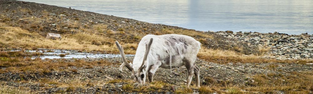 Tromsø / Longyearbyen - 7716 - Silver Explorer - Silversea