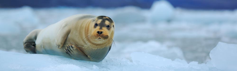 Longyearbyen / Longyearbyen - 7714 - Silver Explorer - Silversea