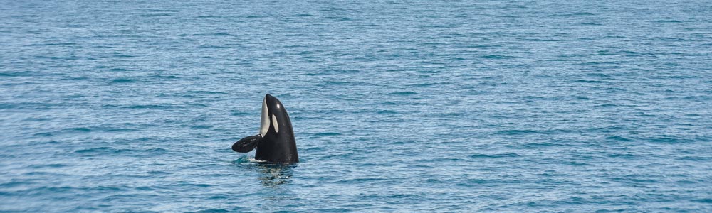 Alaska 2017 III - ms Volendam - Holland America Line