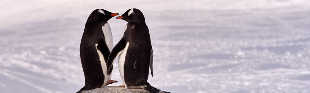 L'Antarctique Emblématique - Le Boréal - Ponant
